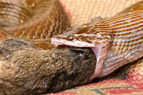 蛇吃老鼠 房子裡